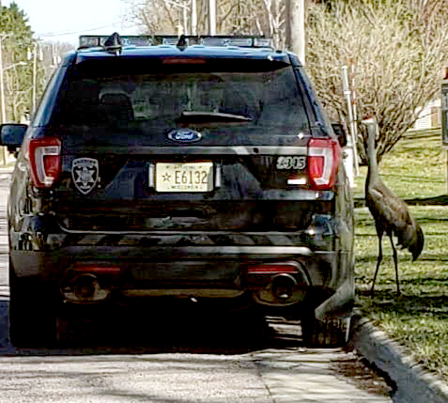 Crane that was shot in Portage, file photo